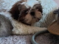 shih-tzu-stenci-lepi-i-umiljati-small-2