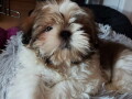 shih-tzu-stenci-lepi-i-umiljati-small-3