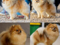 pomeranski-spic-zensko-stene-small-1