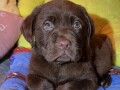 zuti-cokoladni-i-crni-labradori-small-2