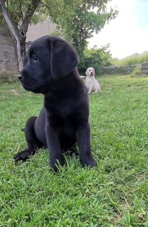 zuti-cokoladni-i-crni-labradori-big-3