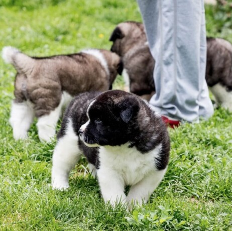 americka-akita-big-4