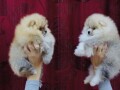 pomeranski-spic-pomeranac-boo-small-2