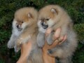 pomeranski-spic-pomeranac-boo-small-0