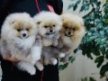 pomeranski-spic-pomeranac-boo-small-3