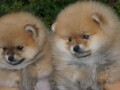 pomeranski-spic-pomeranac-boo-small-1