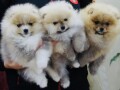 pomeranski-spic-pomeranac-boo-small-4