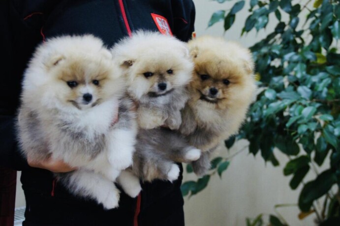 pomeranski-spic-pomeranac-boo-big-3