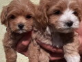 mini-maltipoo-stenci-small-3