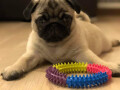 mops-small-1