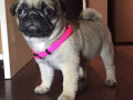 mops-small-2