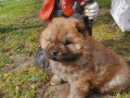 chow-chow-cau-cau-musko-stene-small-1