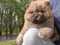 chow-chow-cau-cau-musko-stene-small-0