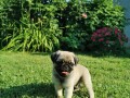 mops-small-2