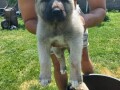 turski-kangal-musko-stene-small-3