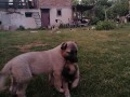 turski-kangal-musko-stene-small-1