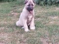 turski-kangal-musko-stene-small-2