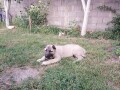 turski-kangal-musko-stene-small-0