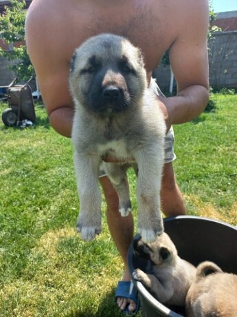 turski-kangal-musko-stene-big-3