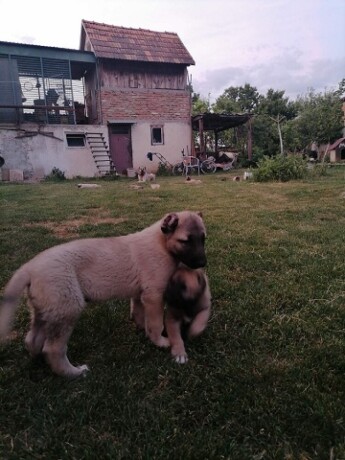 turski-kangal-musko-stene-big-1