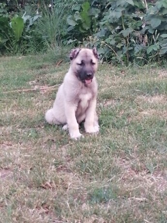 turski-kangal-musko-stene-big-2