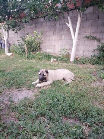 turski-kangal-musko-stene-big-0