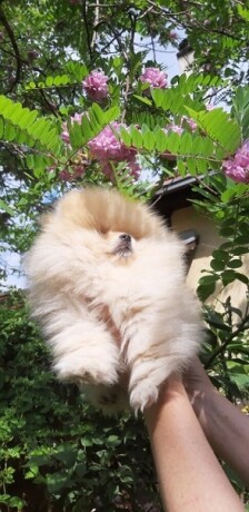 pomeranac-big-1