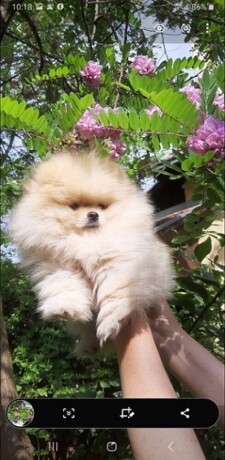 pomeranac-big-4