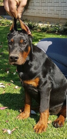 doberman-stenci-big-2