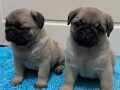 mops-small-4