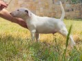 bull-terrier-stenci-small-1