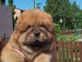 chow-chow-small-0