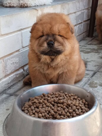 chow-chow-big-3