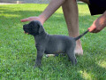 cane-corso-stenci-rezervacija-small-0