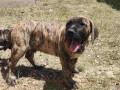 stenci-presa-canario-small-2