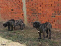 stenci-presa-canario-small-4