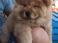 chow-chow-zenkica-small-0