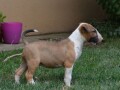bull-terrier-top-stenci-small-3