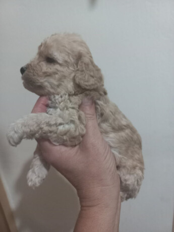 prelepi-stenci-maltipoo-big-3