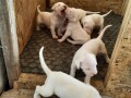 dogo-argentino-stenci-small-1