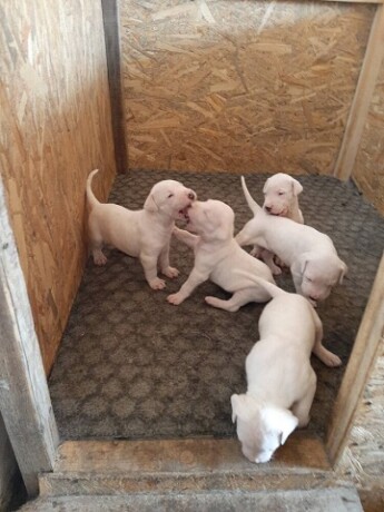 dogo-argentino-stenci-big-2