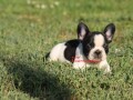 francuski-buldog-small-3