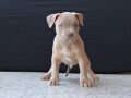 american-bully-lilac-small-3