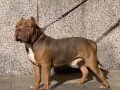 american-bully-lilac-small-1