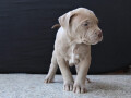 american-bully-lilac-small-2