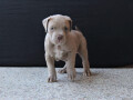 american-bully-lilac-small-4
