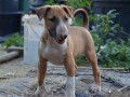 bullterrier-stenci-small-1