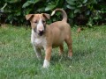 bullterrier-stenci-small-4