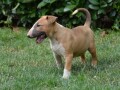 bullterrier-stenci-small-2