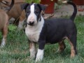 bullterrier-stenci-small-3